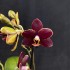 Phalaenopsis Esmee