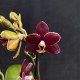 Phalaenopsis Esmee