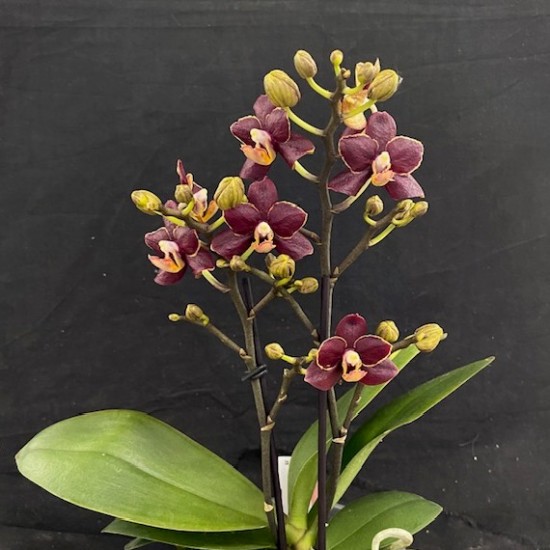 Phalaenopsis Esmee