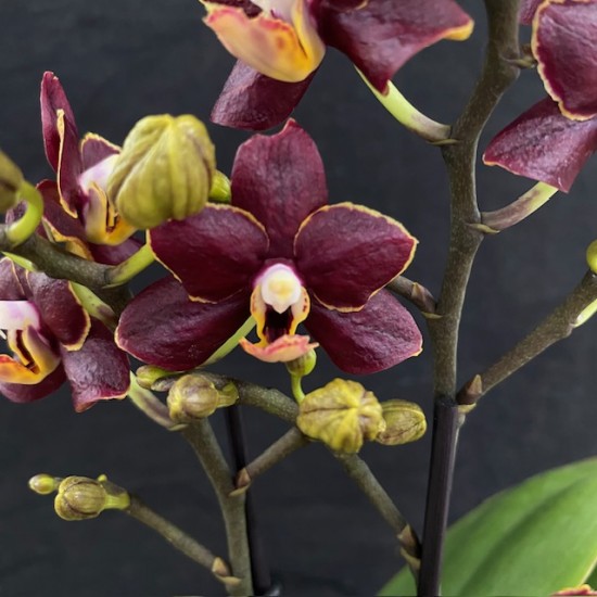 Phalaenopsis Esmee