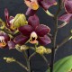 Phalaenopsis Esmee