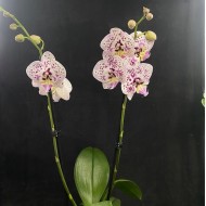 Phalaenopsis Expression Phalaenopsis Expression