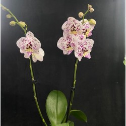 Phalaenopsis Expression Phalaenopsis Expression