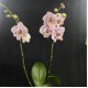 Phalaenopsis Expression