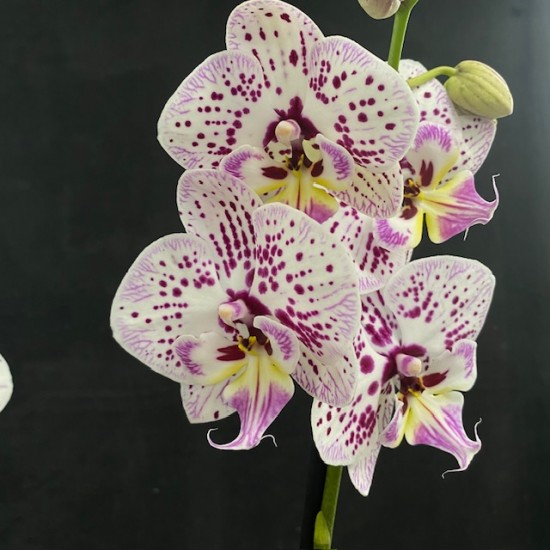 Phalaenopsis Expression