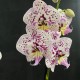 Phalaenopsis Expression