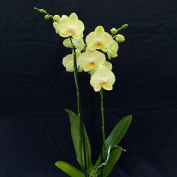 Phalaenopsis Ferrara