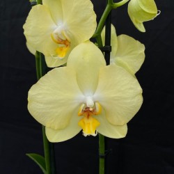 Phalaenopsis Ferrara