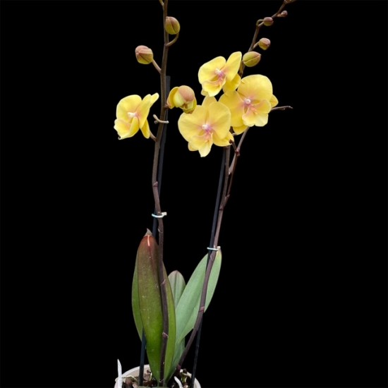 Phalaenopsis Gloria