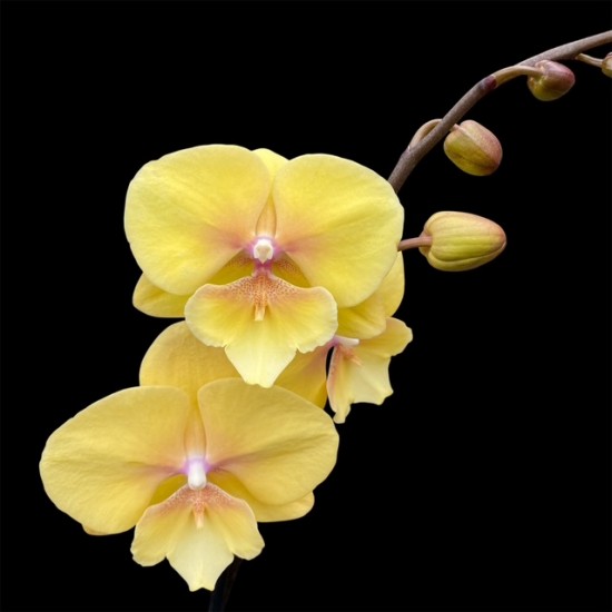 Phalaenopsis Gloria
