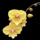 Phalaenopsis Gloria