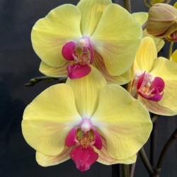 Phalaenopsis Golden Beauty