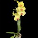 Phalaenopsis Golden Cheetah