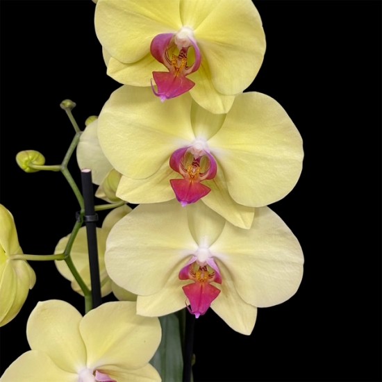 Phalaenopsis Golden Cheetah