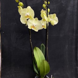 Phalaenopsis Golden Coin