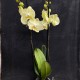 Phalaenopsis Golden Coin