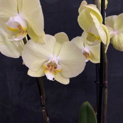 Phalaenopsis Golden Coin