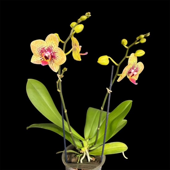 Phalaenopsis Grazia