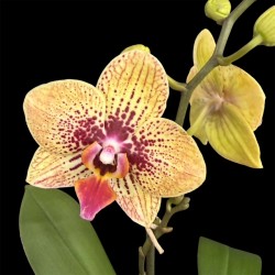 Phalaenopsis Grazia