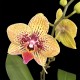 Phalaenopsis Grazia