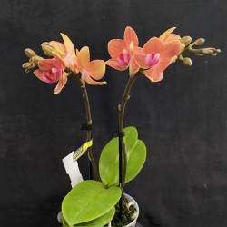 Phalaenopsis Gwen