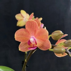 Phalaenopsis Gwen