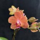 Phalaenopsis Gwen Phalaenopsis Gwen