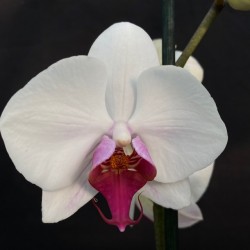 Phalaenopsis Red Lips