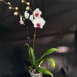 Phalaenopsis Red Lips