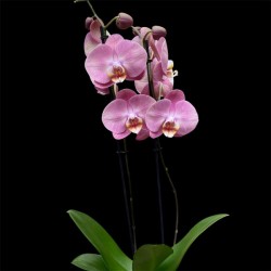 Phalaenopsis Honey Peach