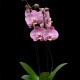 Phalaenopsis Honey Peach
