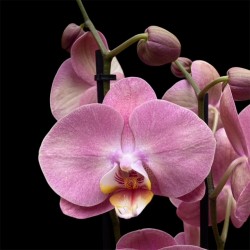 Phalaenopsis Honey Peach