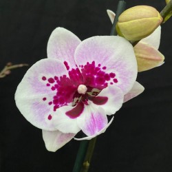 Phalaenopsis Hot Lips