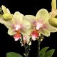 Phalaenopsis Indy