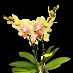 Phalaenopsis Indy