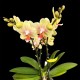 Phalaenopsis Indy