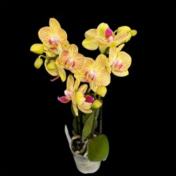 Phalaenopsis Indy