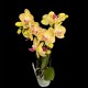 Phalaenopsis Indy