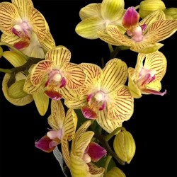 Phalaenopsis Indy