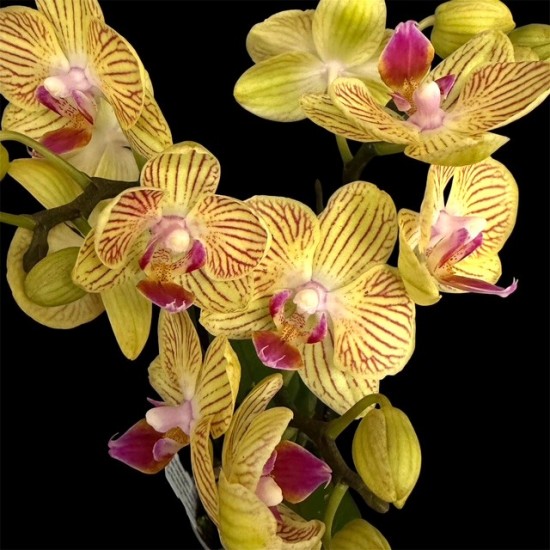 Phalaenopsis Indy