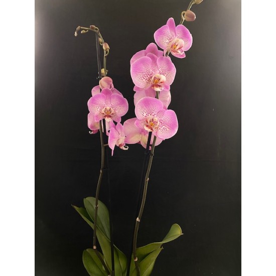 Phalaenopsis Jillion Phalaenopsis Jillion