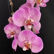 Phalaenopsis Jillion