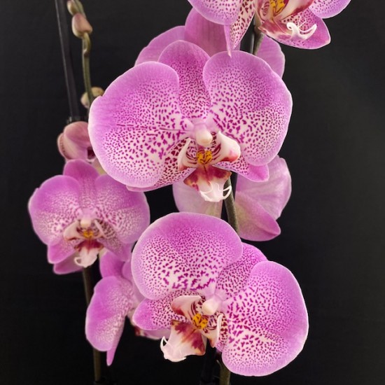 Phalaenopsis Jillion Phalaenopsis Jillion