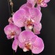 Phalaenopsis Jillion Phalaenopsis Jillion