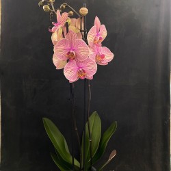 Phalaenopsis Jupiter