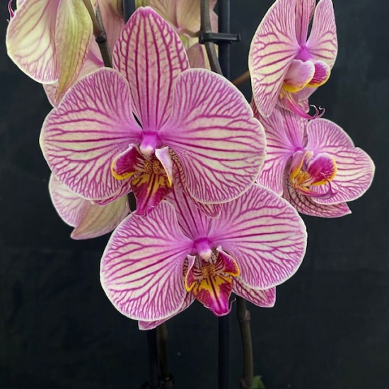 Phalaenopsis Jupiter Phalaenopsis Jupiter