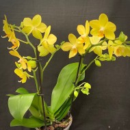 Phalaenopsis La Paz Phalaenopsis La Paz