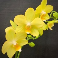 Phalaenopsis La Paz