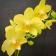 Phalaenopsis La Paz