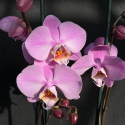 Phalaenopsis Las Palmas